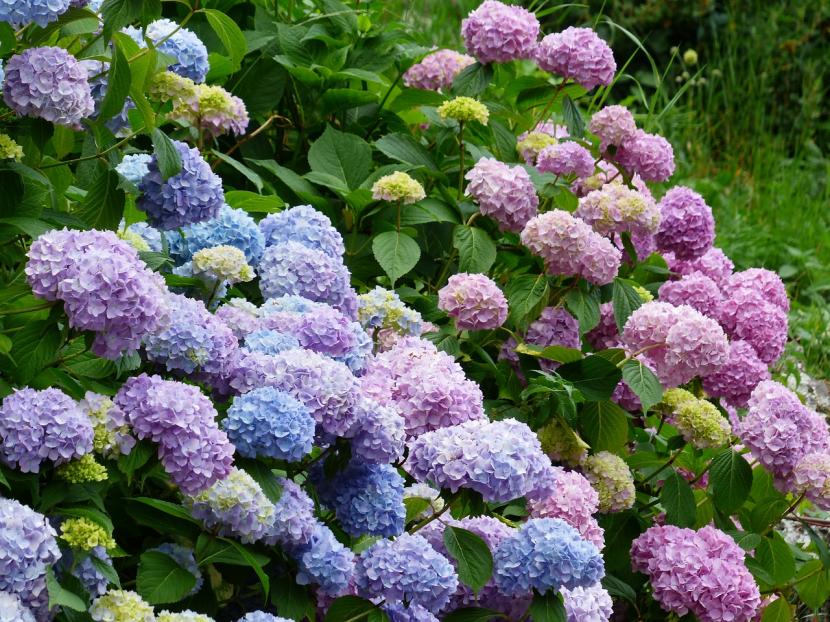 Cuidados de la hortensia en invierno paso a paso