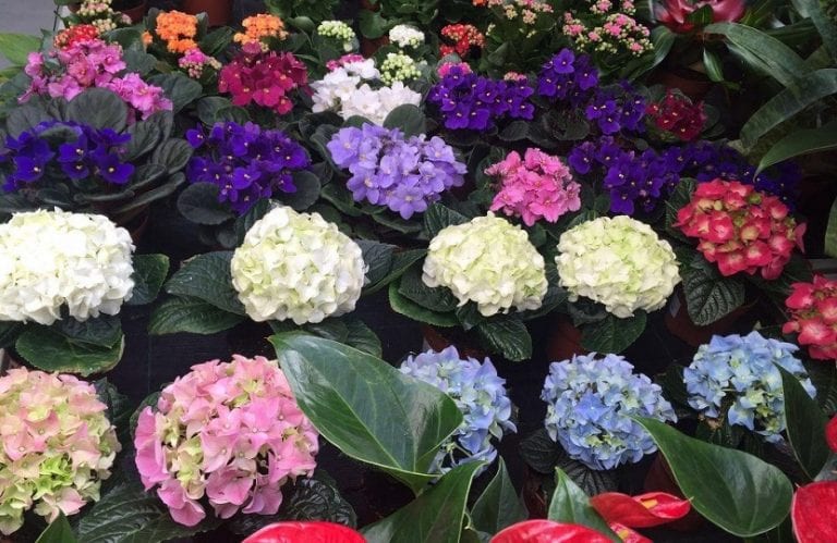 Hortensias en flor en un jardín