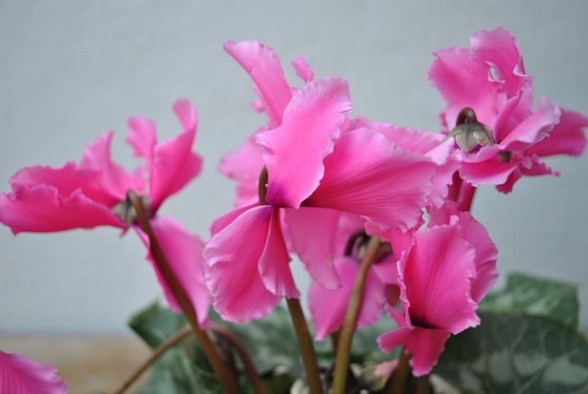 Mata de ciclamen con abundante floración y hojas jaspeadas