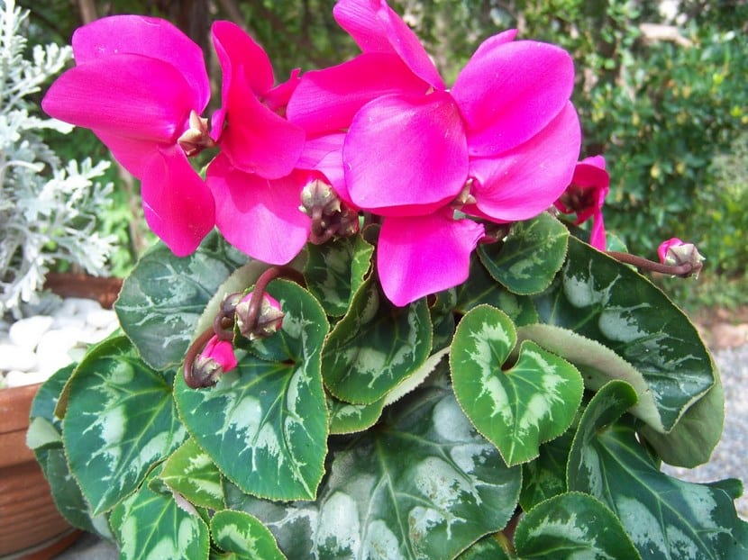 Ciclamen en flor con sus pétalos reflejados hacia arriba
