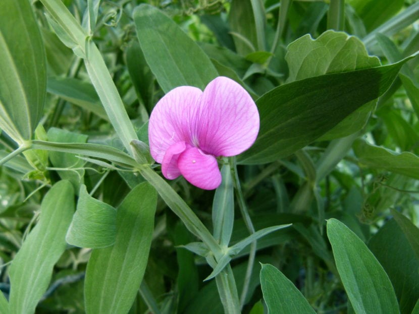 Flores de Lathyrus odoratus, el guisante de olor