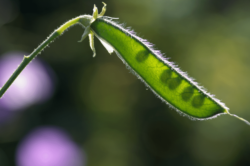 Vainas o frutos del guisante de olor formándose en la planta
