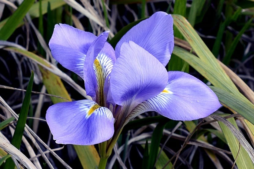 Cómo cultivar iris: plantación, riego y división del rizoma