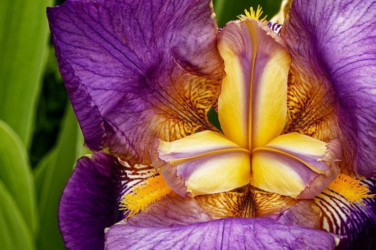 Mata de iris en floración en el jardín