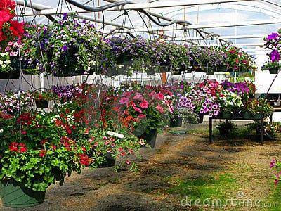 Cómo cultivar plantas colgantes en macetas y cestas