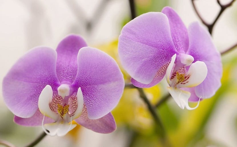 Orquídea Phalaenopsis en flor
