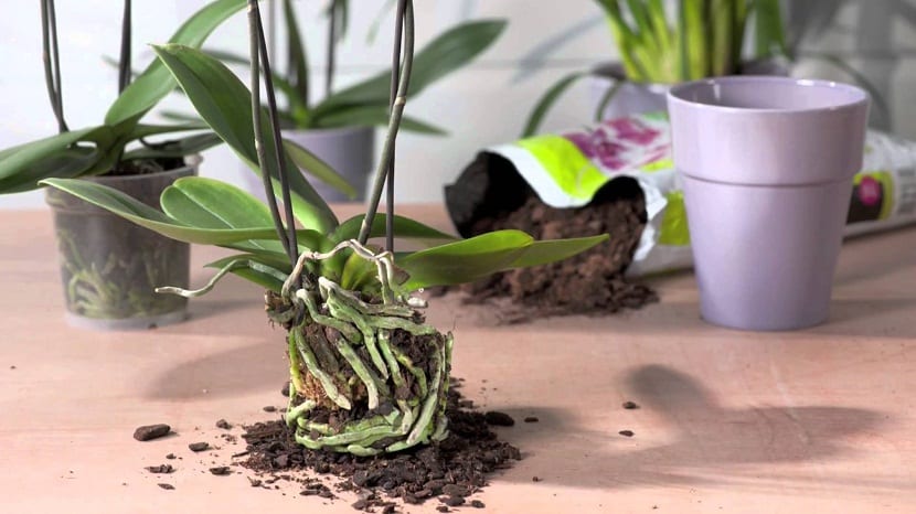Trasplante de una orquídea Phalaenopsis a sustrato de corteza