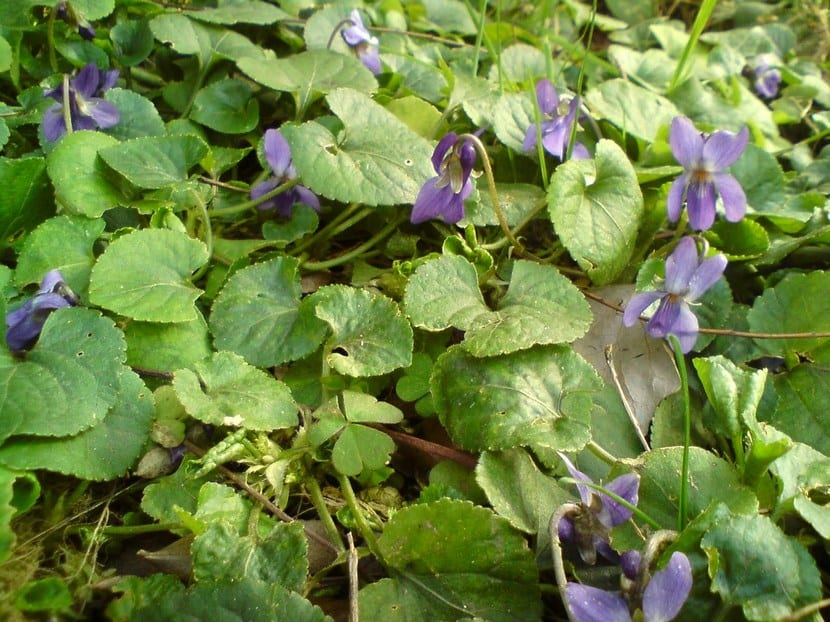 Mata de violetas de olor con sus hojas acorazonadas cubriendo el suelo