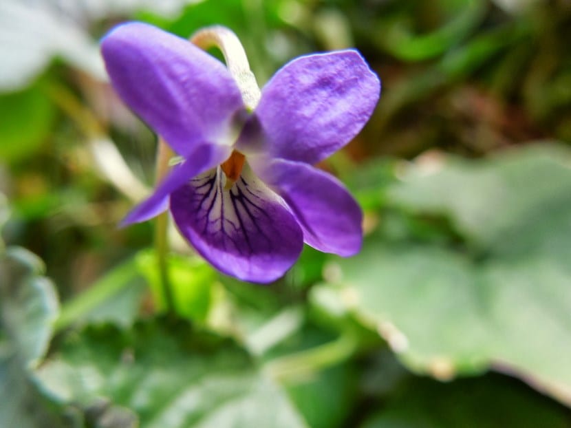 Violetas de olor en flor, con sus flores violeta de cinco pétalos