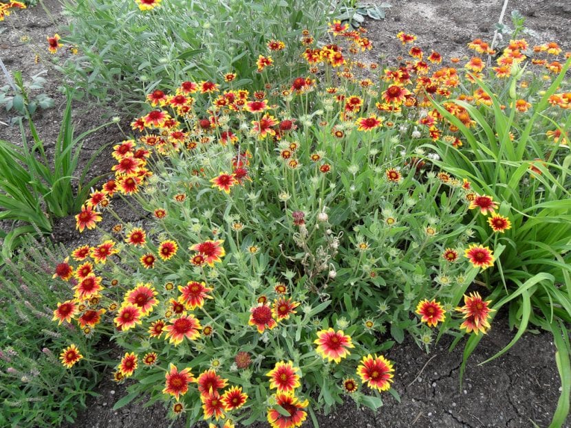 Mata de gallardía en plena floración con capítulos rojos y amarillos
