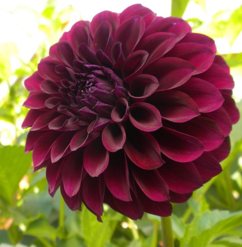 Flor de dalia roja abierta a pleno sol