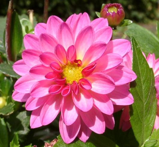 Dhalia  imperialis
