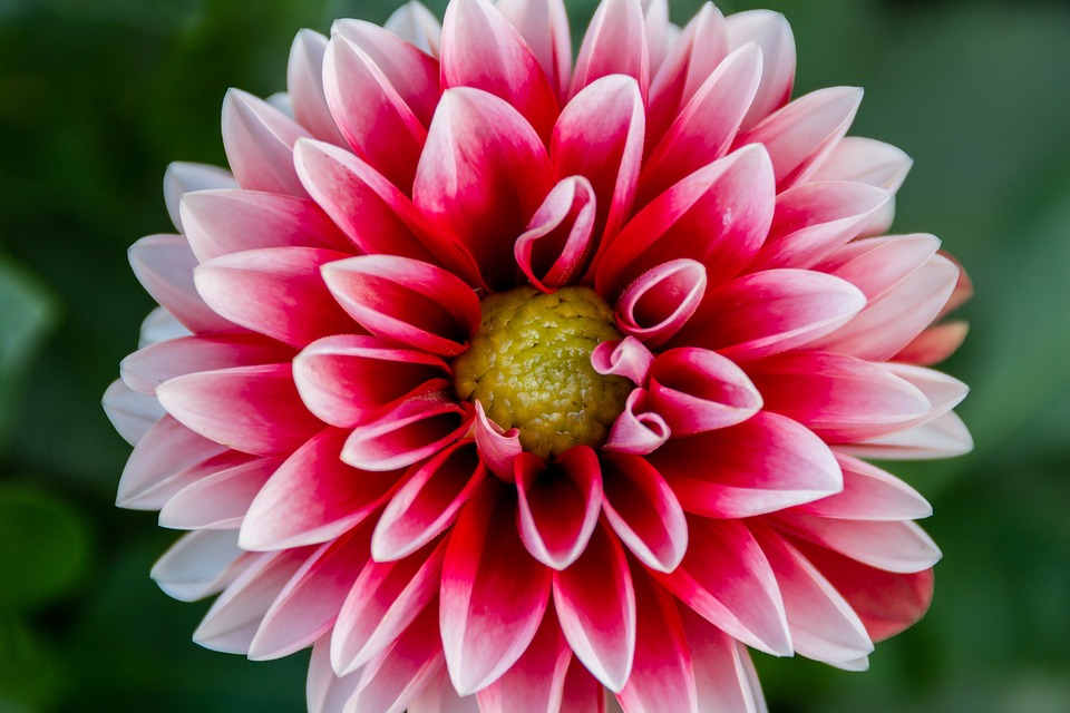 Flor de dalia abierta