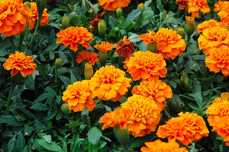 Flores de damasquina, Tagetes patula, en tonos naranja y amarillo