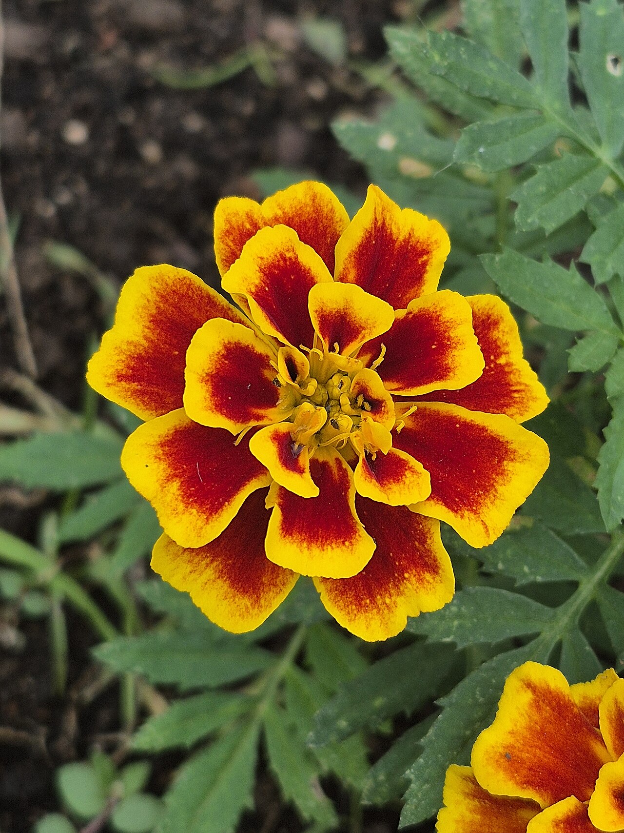 Damasquina o Clavel turco