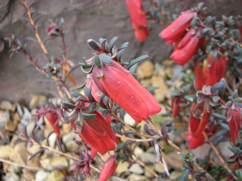 Darwinia: el arbusto australiano de flores colgantes