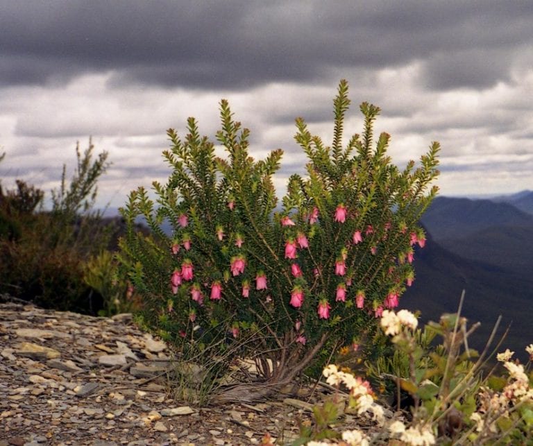 Mata de Darwinia con follaje fino y ramas densas