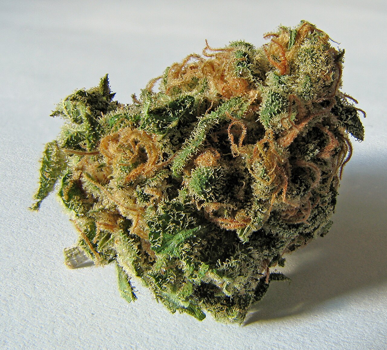 ¿De dónde se obtiene el aceite CBD?
