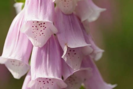 Espigas de flores de dedalera (Digitalis purpurea) en un claro de bosque