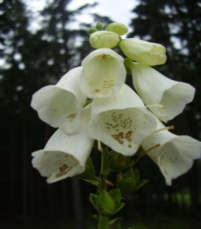 Dedalera de flores blancas con la garganta moteada