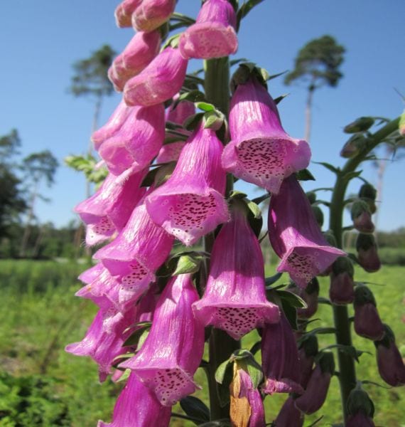 Dedalera (Digitalis purpurea): cultivo, cuidados y toxicidad