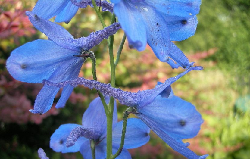 Detalle de las flores de Delphinium elatum con el espolón visible