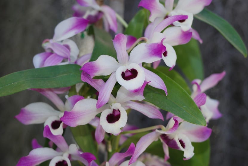 Flores de Dendrobium nobile con el labelo de mancha oscura