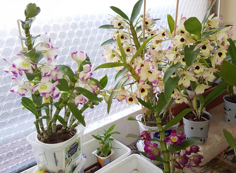 Maceta con Dendrobium nobile en floración