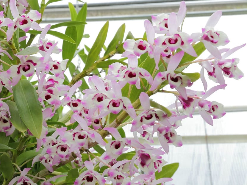 Dendrobium nobile: cultivo, reposo invernal y floración
