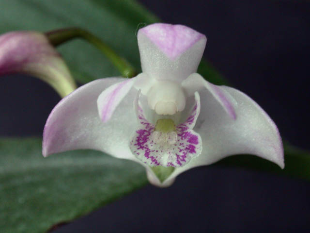 Dendrobium