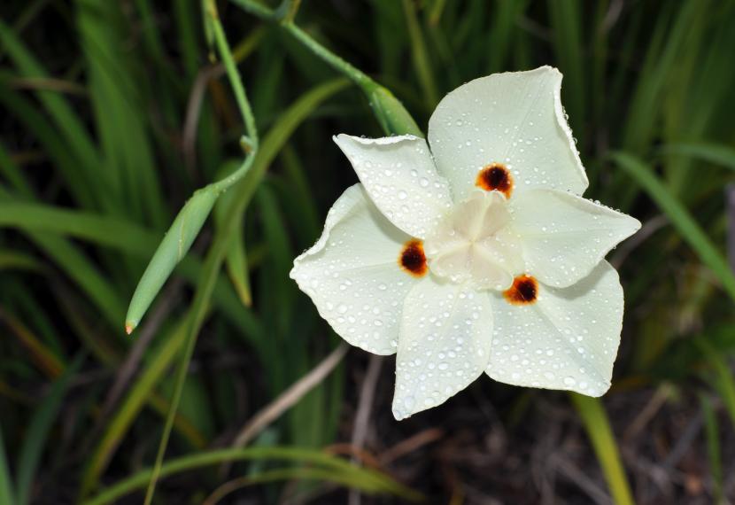 Flores amarillas con manchas marrones de Dietes bicolor