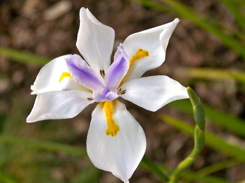 Dietes, el lirio africano que florece de primavera a otoño