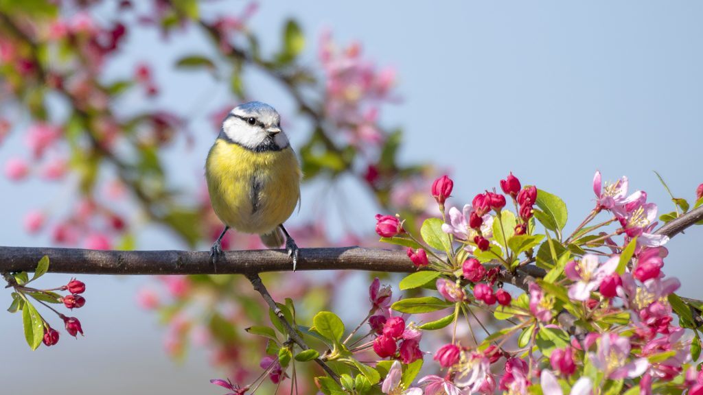 Rama en flor al comienzo de la primavera