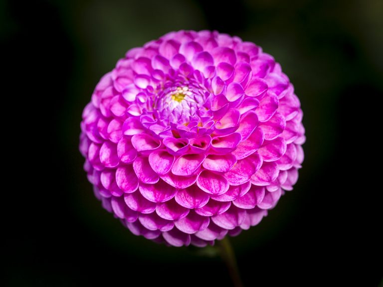 Dalia pompón de flor esférica rosa