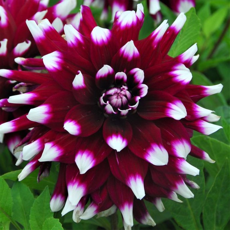 Dalia decorativa bicolor granate con las puntas blancas