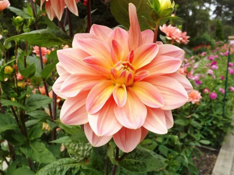 Dalia decorativa de tonos melocotón y amarillo en un jardín
