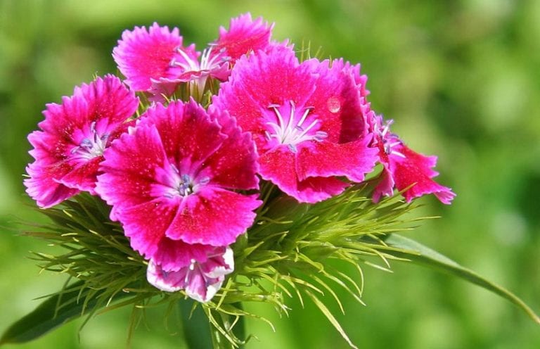 Claveles rosas en flor
