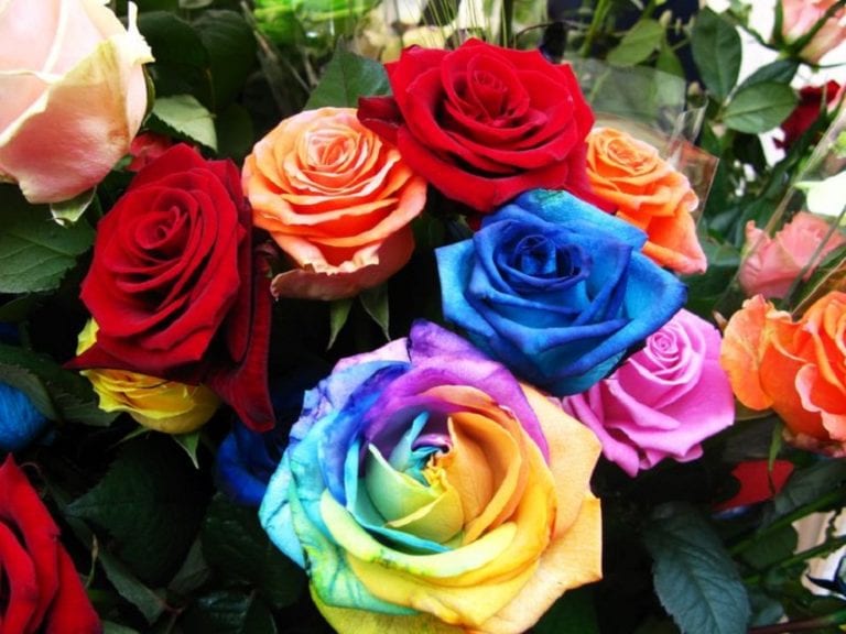 Rosas de varios colores