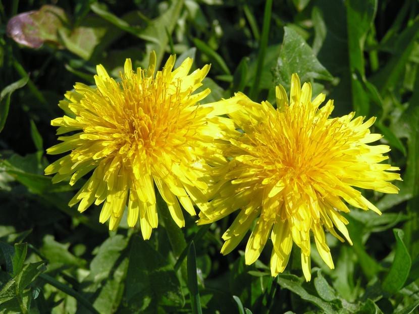 Capítulo floral amarillo de Taraxacum officinale