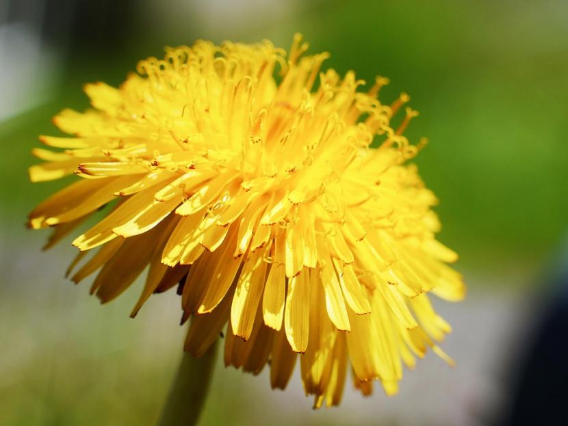 Diente de león: cultivo, usos y cómo controlarlo