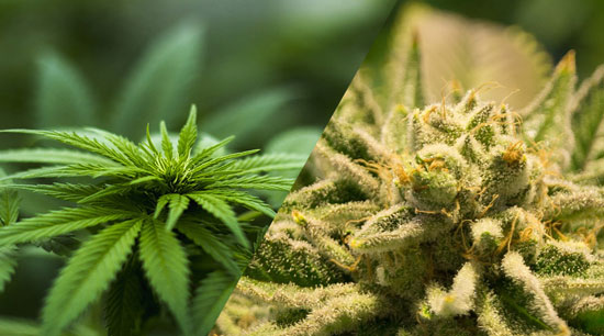 Cáñamo y marihuana: la diferencia es legal, no botánica