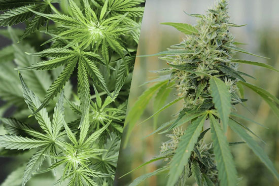 Comparacion de plantas de canamo