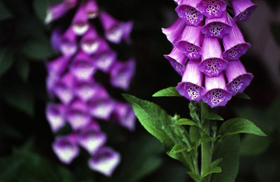 Digitalis purpurea: cultivo, siembra y toxicidad de la dedalera