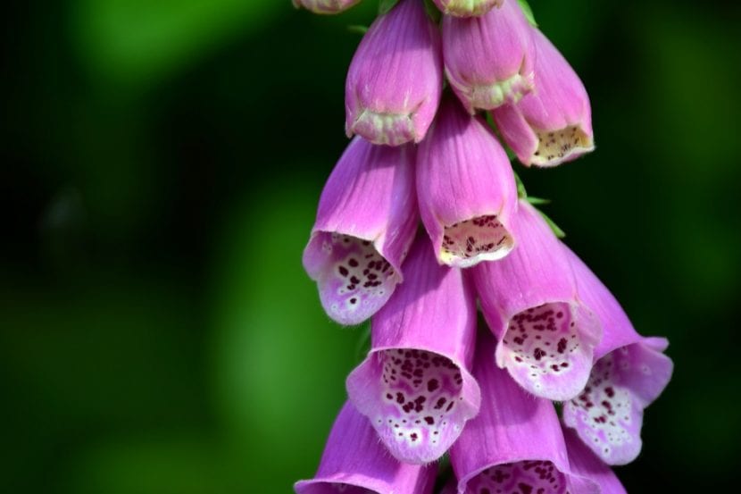 Espigas de Digitalis purpurea en flor
