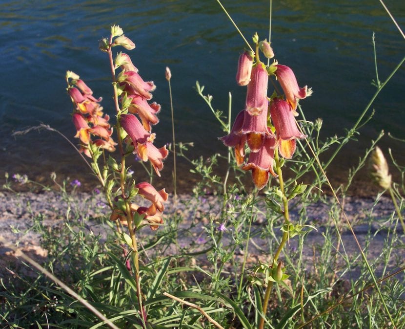 Digitalis obscura, dedalera ibérica de flor anaranjada