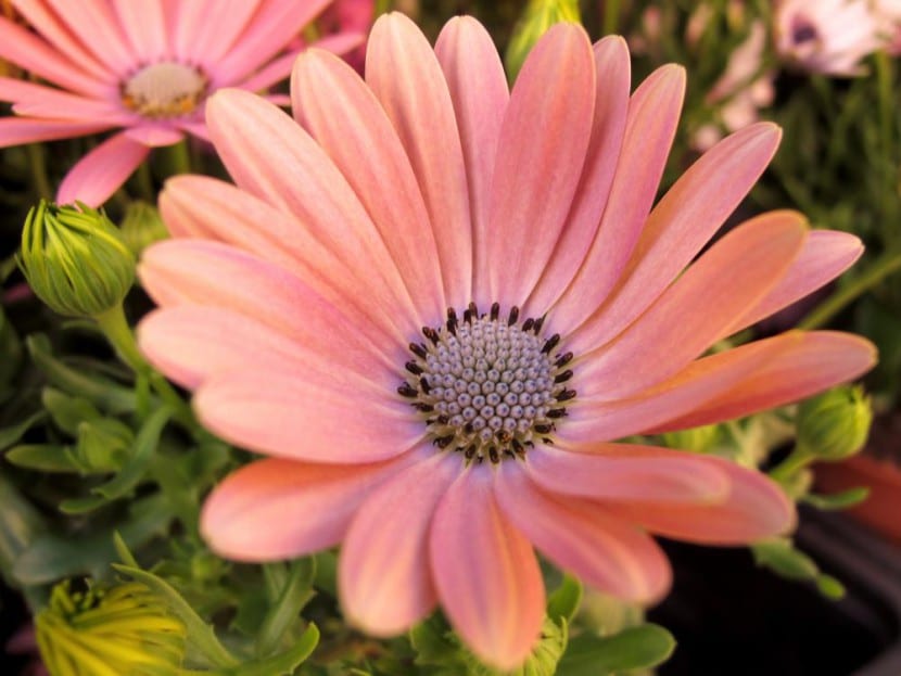 Flores de Dimorphotheca abiertas al sol