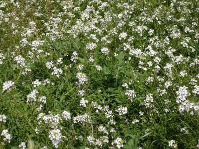 Mata de Diplotaxis erucoides creciendo en un campo de secano