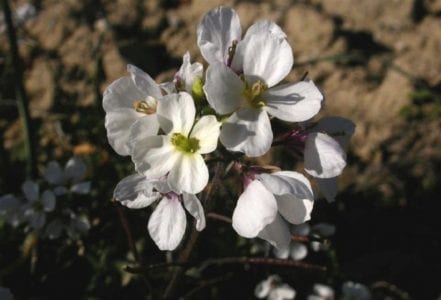 Flores blancas de cuatro pétalos de Diplotaxis erucoides