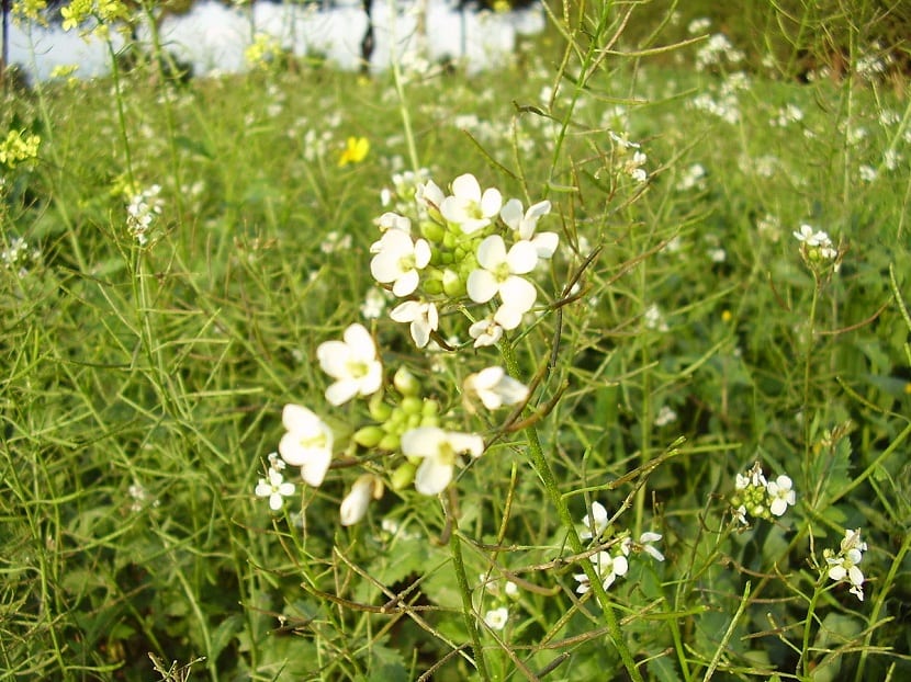 Diplotaxis erucoides: la rabaniza blanca del secano