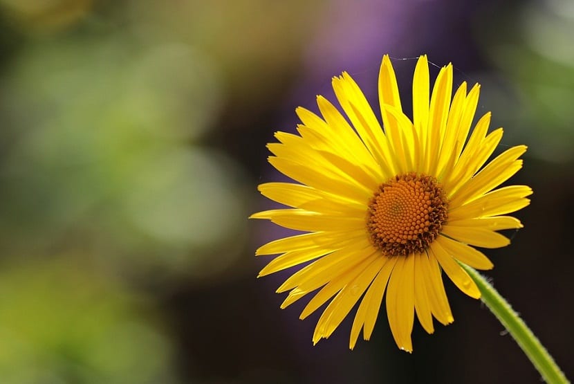 Margarita amarilla (Euryops pectinatus): cuidados